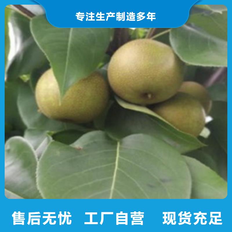 蓝莓苗视频-四川省广元市兴海蓝莓苗可服务区域旺苍|朝天|南充|攀枝花|资阳|泸州|广安|内江等