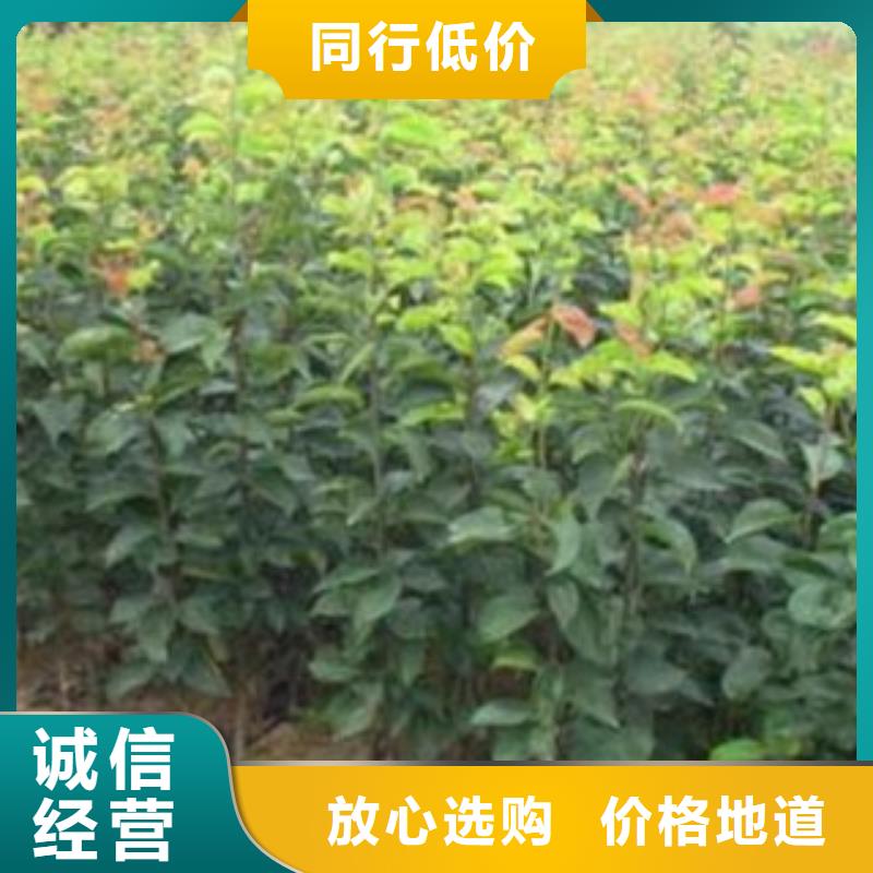 梨树苗桃树苗符合行业标准