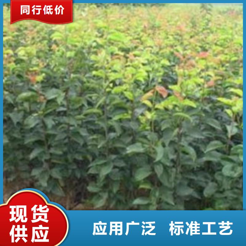 【梨树苗_桃树苗品牌大厂家】