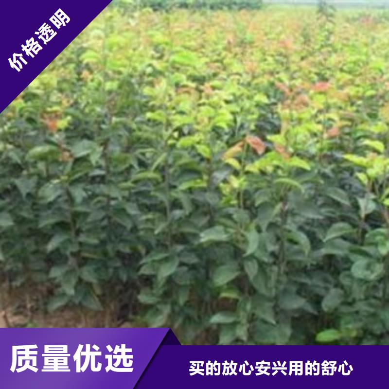 蓝莓苗视频-四川省广元市兴海蓝莓苗可服务区域旺苍|朝天|南充|攀枝花|资阳|泸州|广安|内江等
