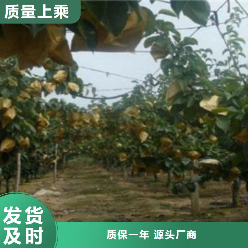 梨树苗桃树苗自有生产工厂