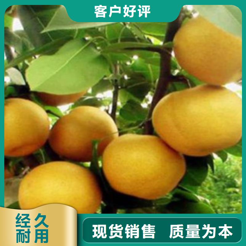 蓝莓苗-视频-蓝莓苗-河南省安阳市龙安|内黄|新乡|信阳|平顶山|鹤壁|洛阳同城厂家