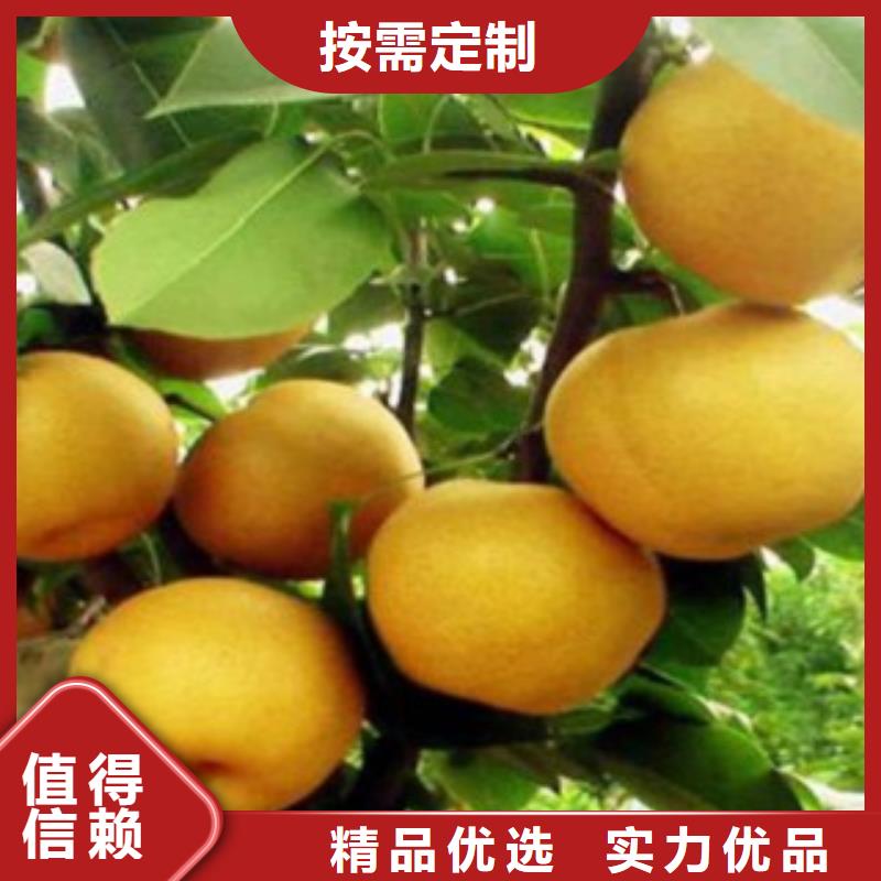 蓝莓苗-视频-蓝莓苗|德宏市|梁河|盈江|普洱|怒江|昆明|楚雄