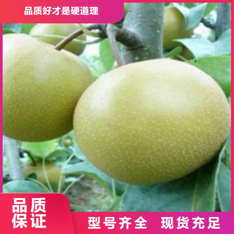 蓝莓苗-视频-蓝莓苗-河南省安阳市龙安|内黄|新乡|信阳|平顶山|鹤壁|洛阳同城厂家