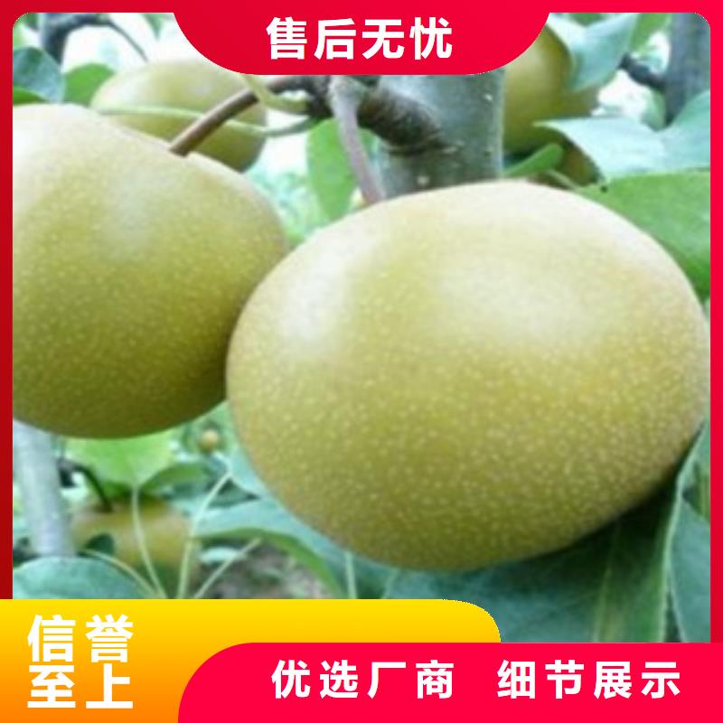梨树苗桃树苗自营品质有保障