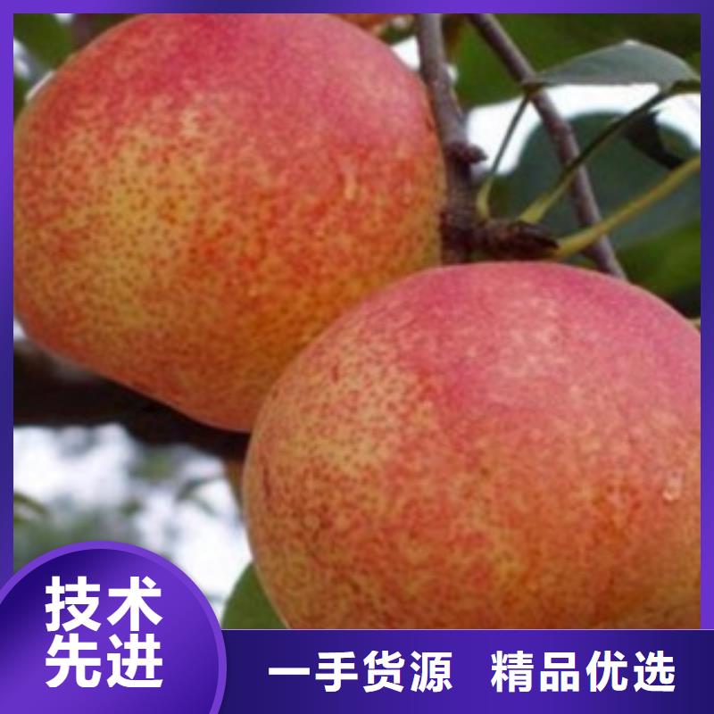 蓝莓苗-视频-蓝莓苗|德宏市|梁河|盈江|普洱|怒江|昆明|楚雄