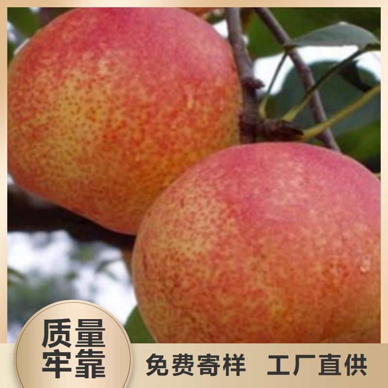 梨树苗_李子苗质量可靠