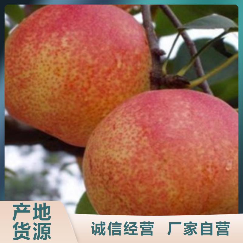 梨树苗桃树苗符合行业标准