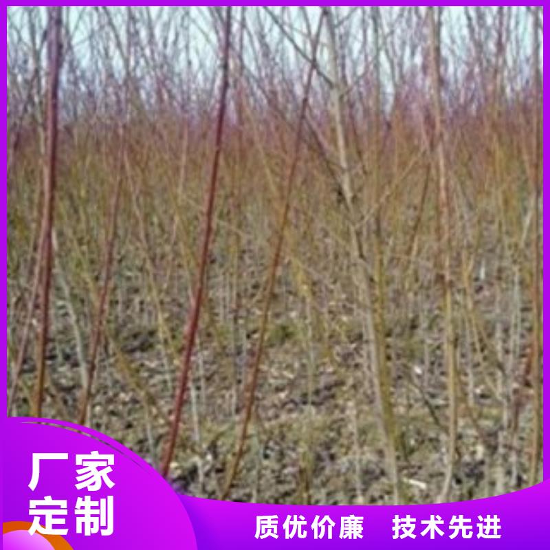 蓝莓苗-视频-蓝莓苗-河南省安阳市龙安|内黄|新乡|信阳|平顶山|鹤壁|洛阳同城厂家
