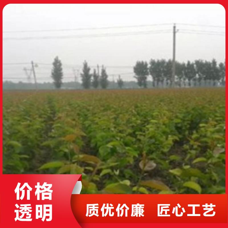 梨树苗_李子苗质量可靠