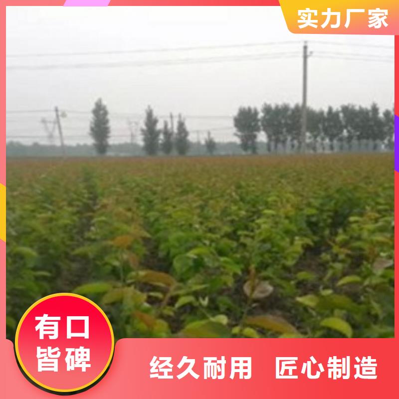 蓝莓苗视频-四川省广元市兴海蓝莓苗可服务区域旺苍|朝天|南充|攀枝花|资阳|泸州|广安|内江等