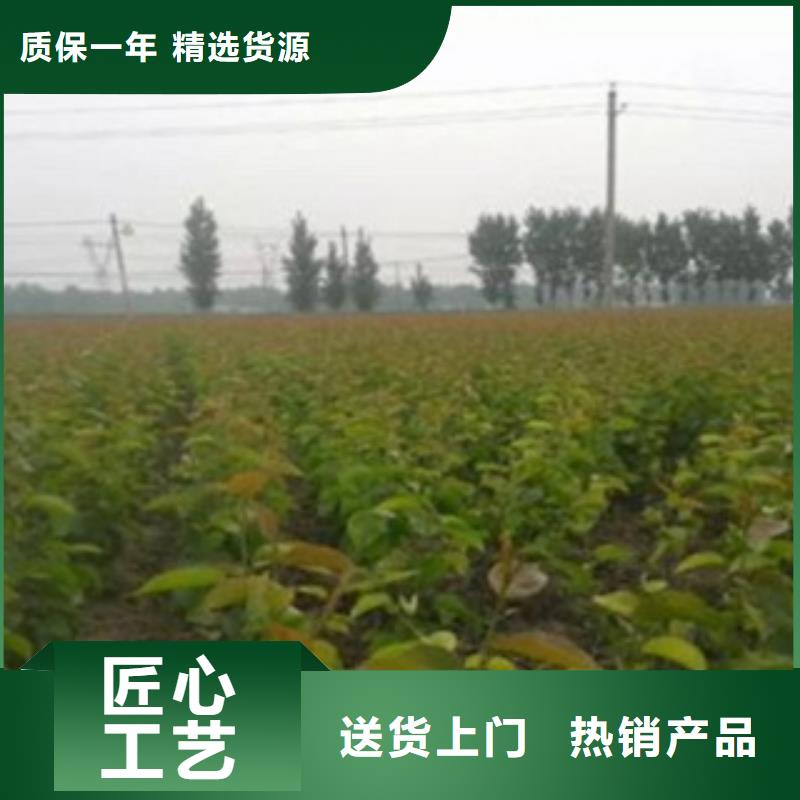 梨树苗厂家实力大