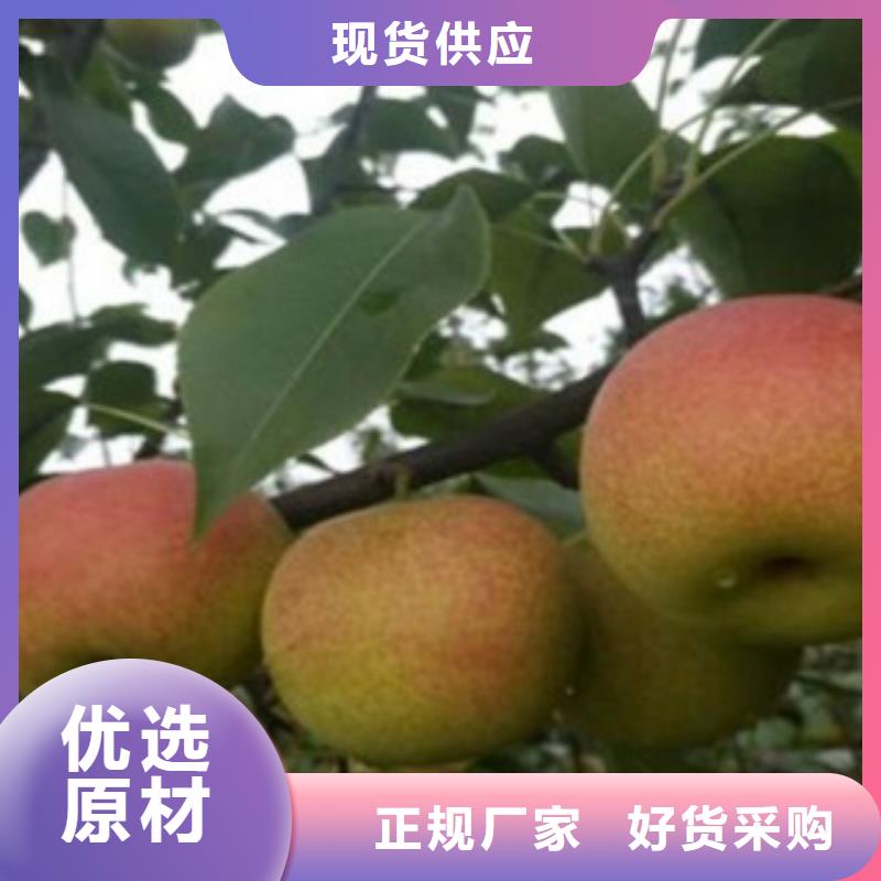 梨树苗_李子苗质量可靠