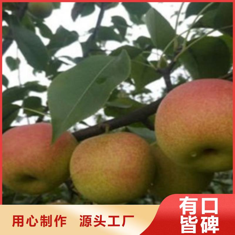 梨树苗-蓝莓苗敢与同行比质量