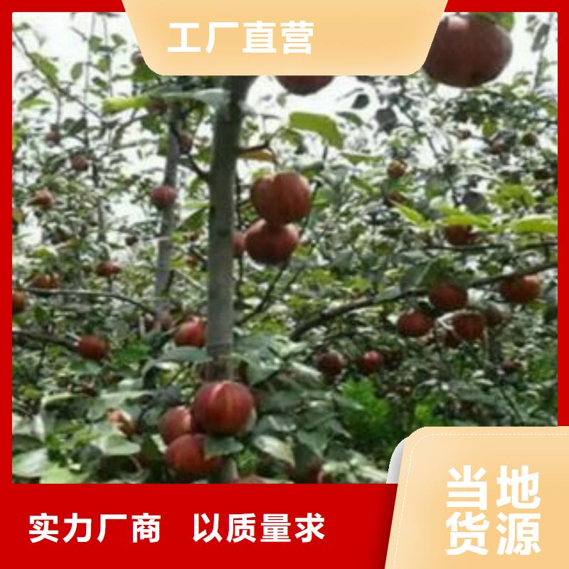 蓝莓苗视频-四川省广元市兴海蓝莓苗可服务区域旺苍|朝天|南充|攀枝花|资阳|泸州|广安|内江等