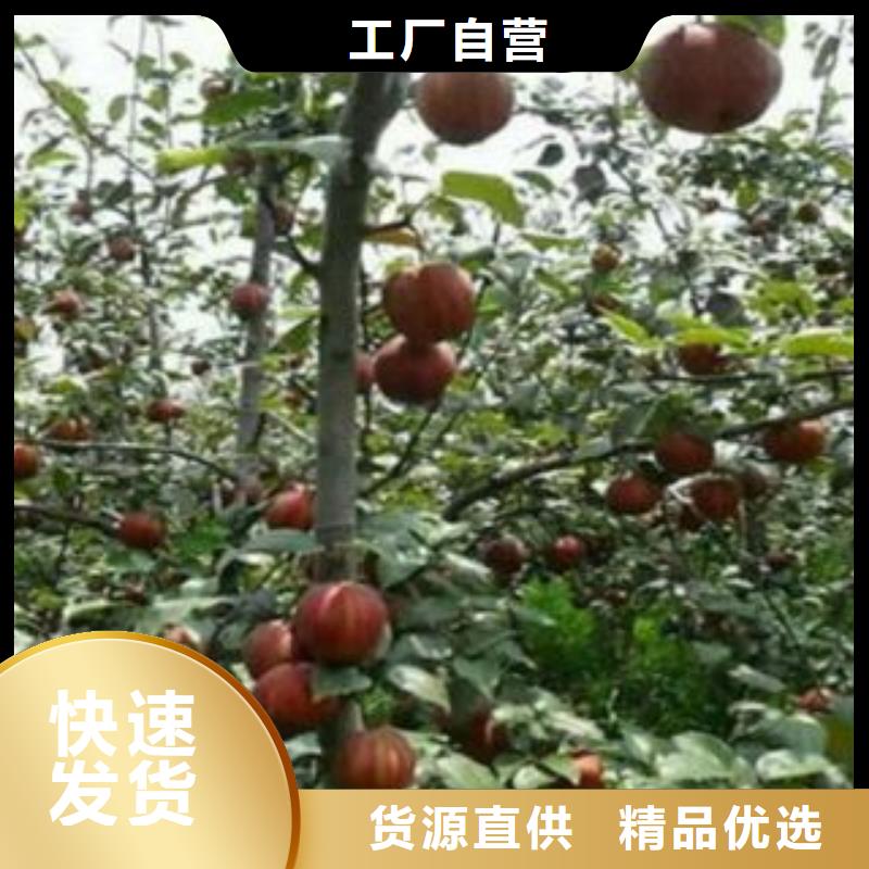 蓝莓苗-视频-蓝莓苗-河南省安阳市龙安|内黄|新乡|信阳|平顶山|鹤壁|洛阳同城厂家
