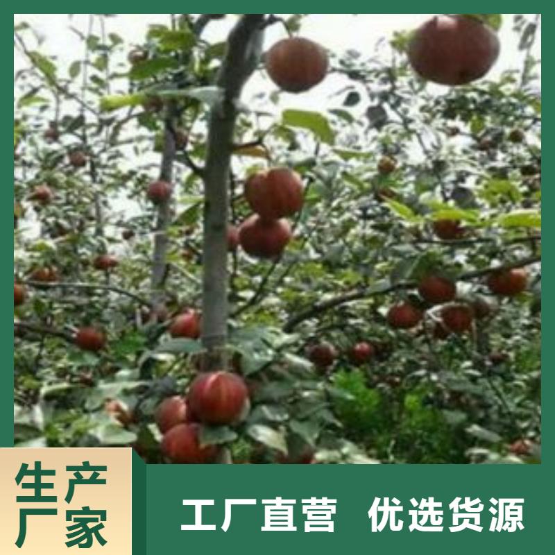 梨树苗_李子苗质量可靠