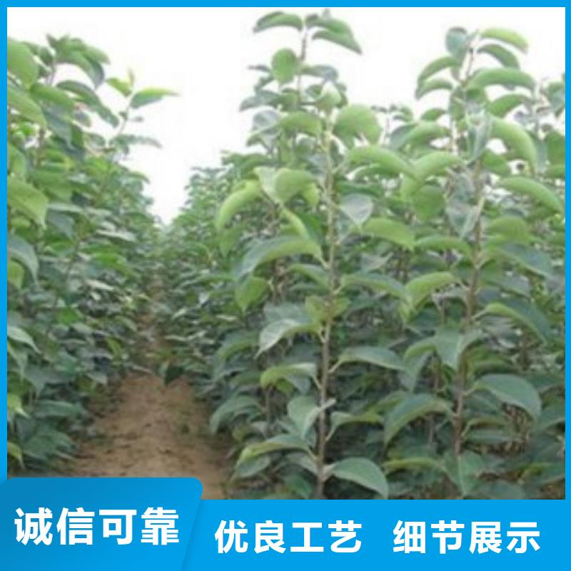 蓝莓苗视频-四川省广元市兴海蓝莓苗可服务区域旺苍|朝天|南充|攀枝花|资阳|泸州|广安|内江等