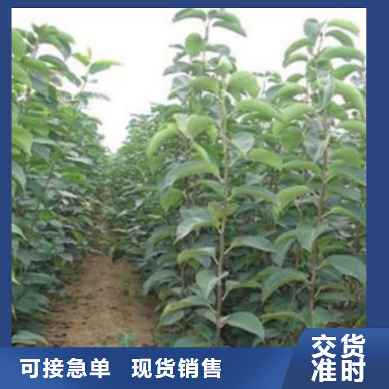 【梨树苗-花椒苗您想要的我们都有】