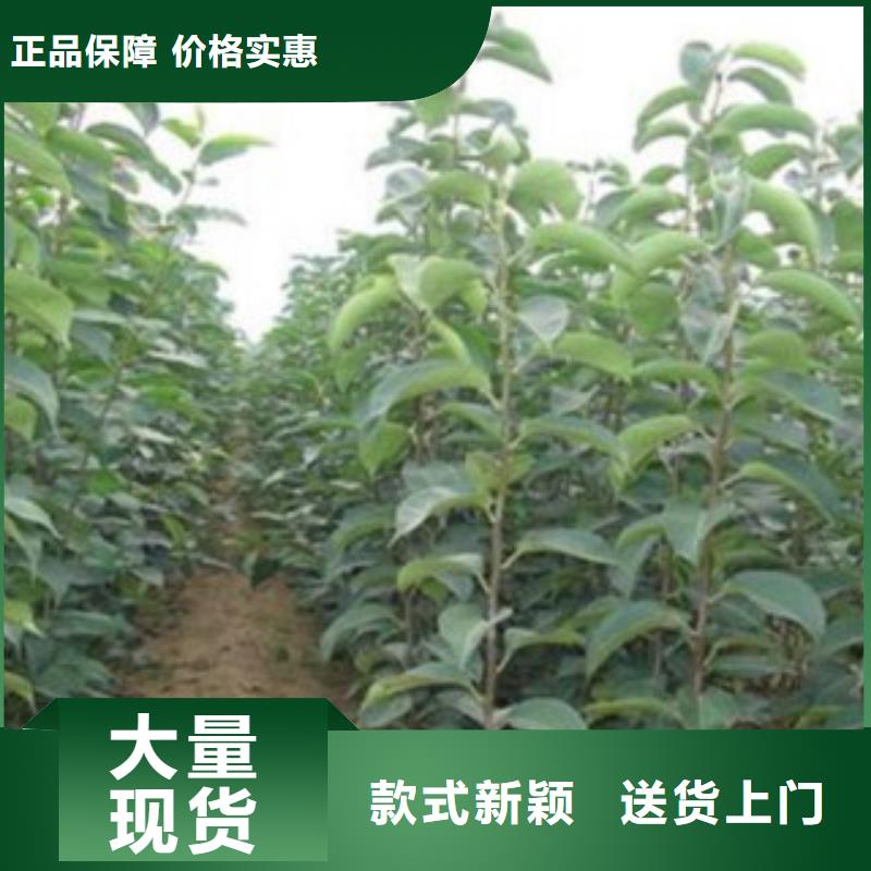 梨树苗桃树苗自营品质有保障