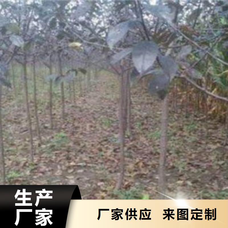 【梨树苗-花椒苗您想要的我们都有】