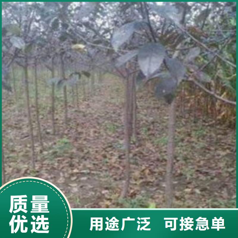 蓝莓苗视频-四川省广元市兴海蓝莓苗可服务区域旺苍|朝天|南充|攀枝花|资阳|泸州|广安|内江等