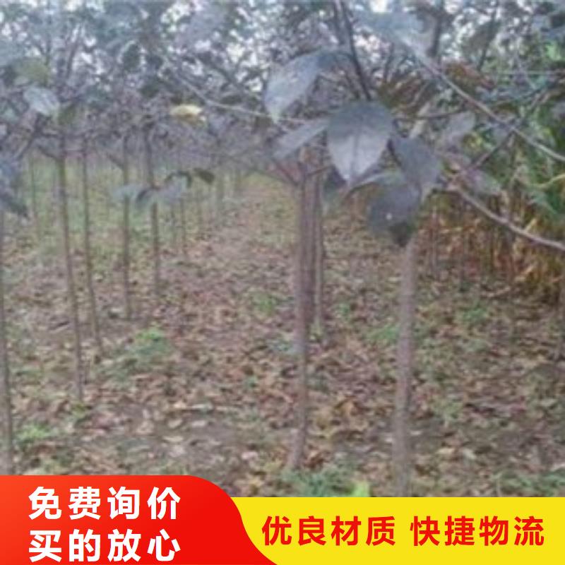 蓝莓苗-视频-蓝莓苗|德宏市|梁河|盈江|普洱|怒江|昆明|楚雄