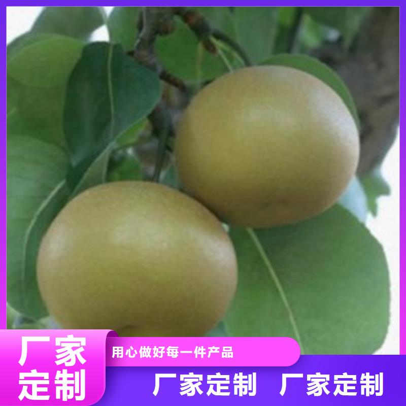 【梨树苗-花椒苗您想要的我们都有】