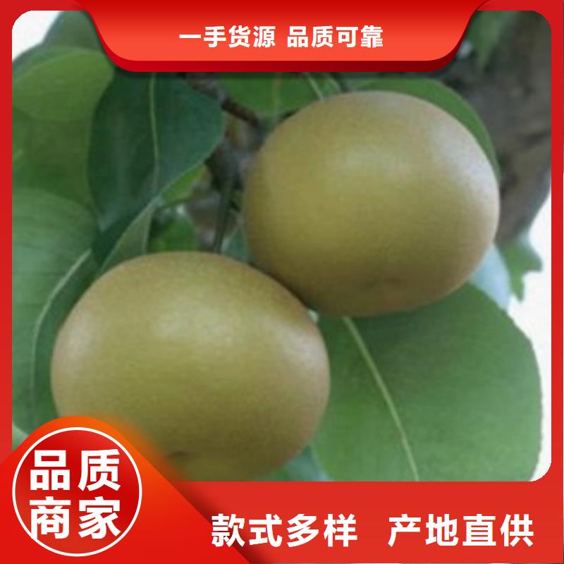 梨树苗桃树苗符合行业标准
