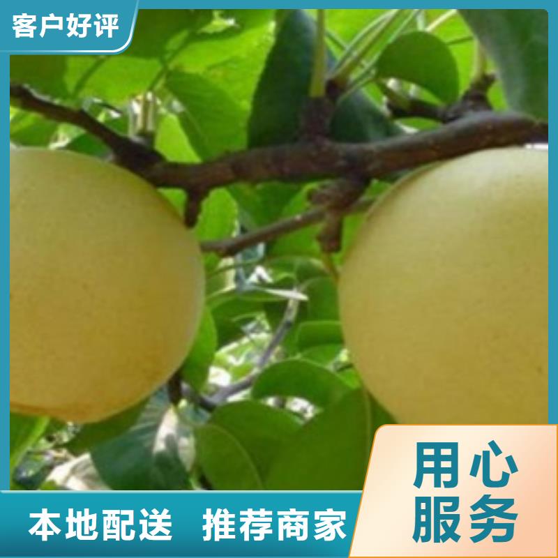 梨树苗桃树苗符合行业标准