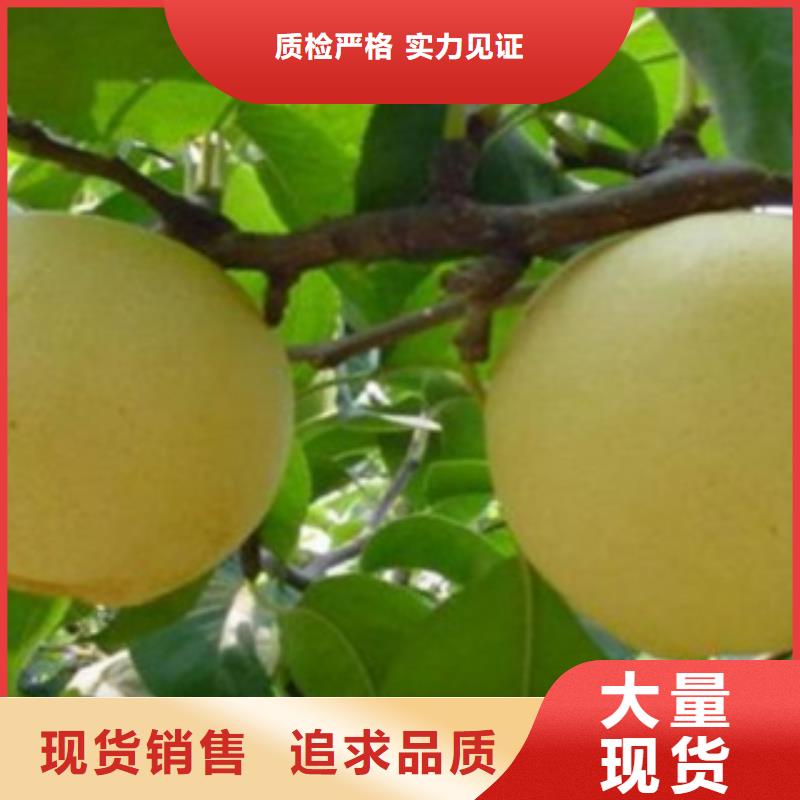 梨树苗_李子苗质量可靠