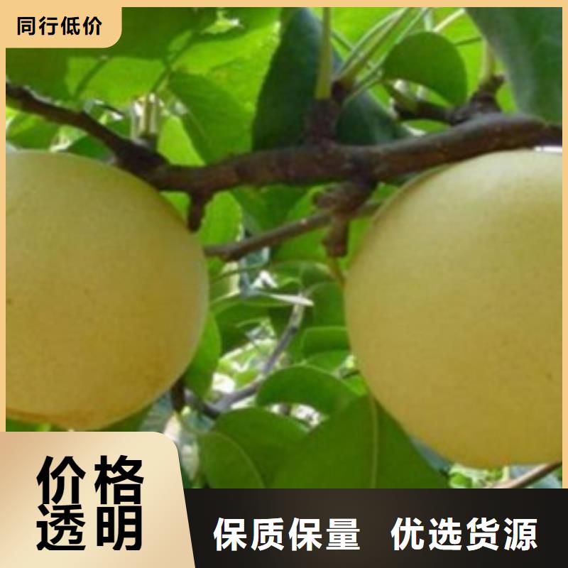 蓝莓苗-视频-蓝莓苗|德宏市|梁河|盈江|普洱|怒江|昆明|楚雄