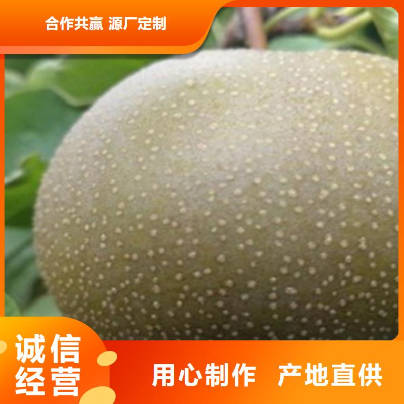 梨树苗桃树苗自营品质有保障