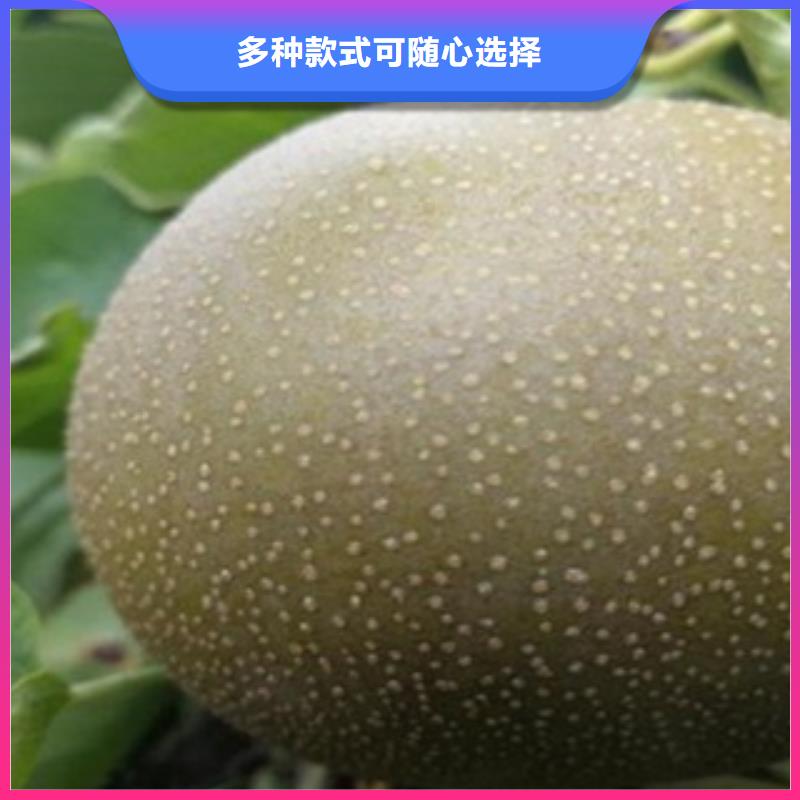 梨树苗_李子苗质量可靠