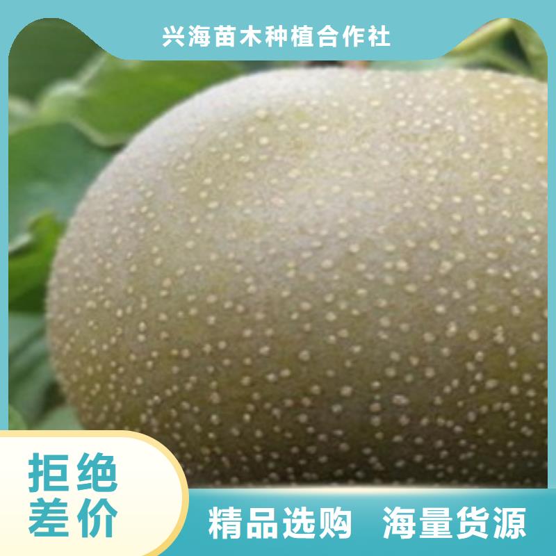 蓝莓苗-视频-蓝莓苗-河南省安阳市龙安|内黄|新乡|信阳|平顶山|鹤壁|洛阳同城厂家