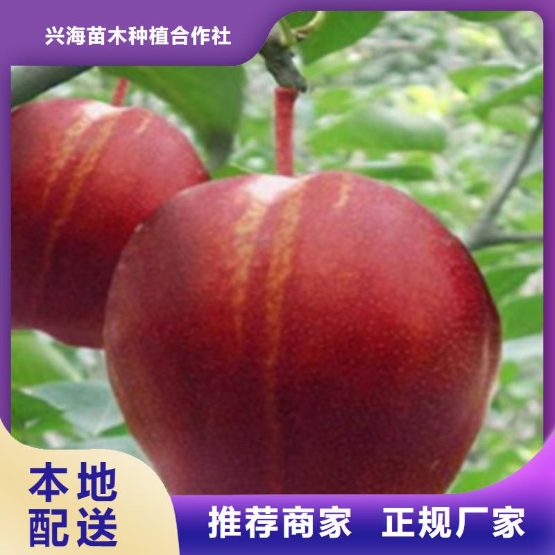 梨树苗厂家实力大