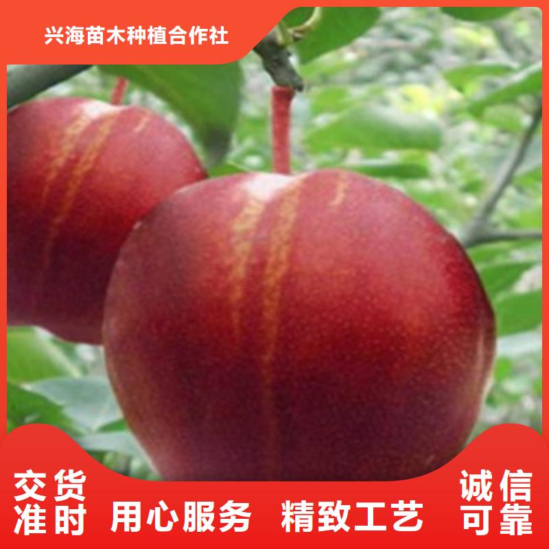 蓝莓苗视频-四川省广元市兴海蓝莓苗可服务区域旺苍|朝天|南充|攀枝花|资阳|泸州|广安|内江等