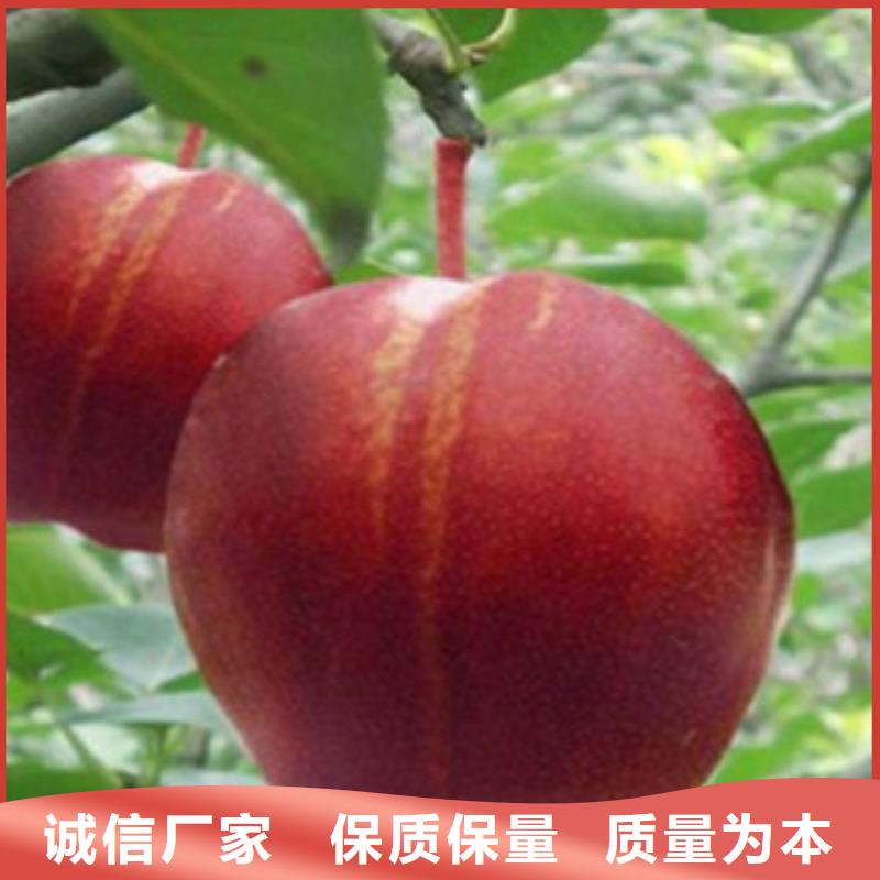 梨树苗_李子苗质量可靠