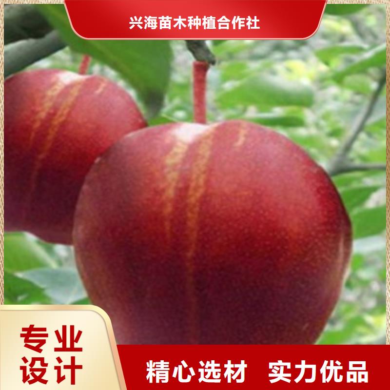 蓝莓苗-视频-蓝莓苗-河南省安阳市龙安|内黄|新乡|信阳|平顶山|鹤壁|洛阳同城厂家