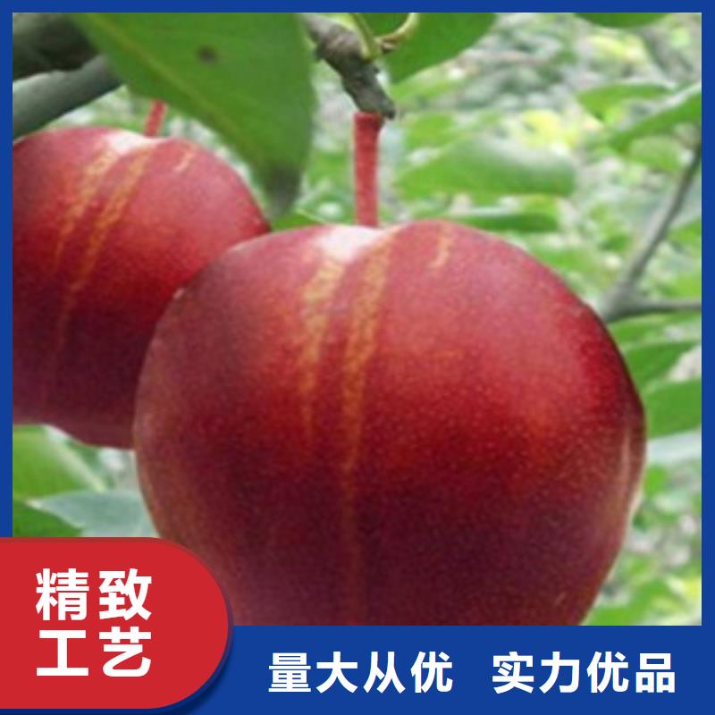 梨树苗桃树苗符合行业标准