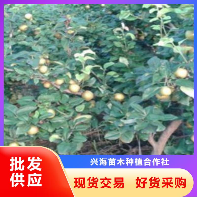 梨树苗桃树苗符合行业标准