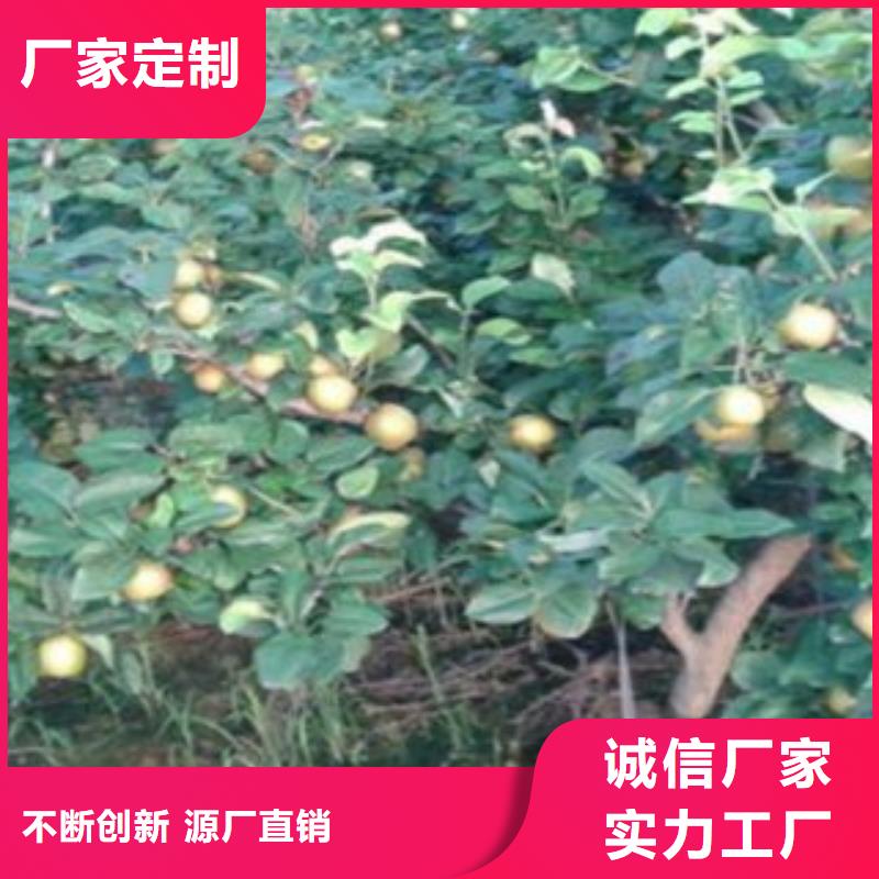 梨树苗_李子苗质量可靠