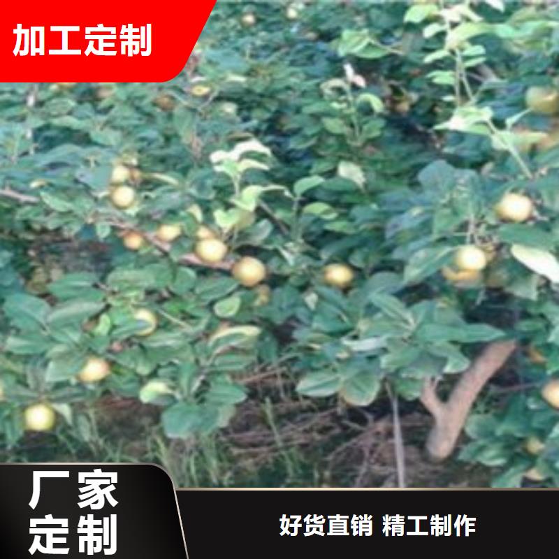 梨树苗桃树苗自营品质有保障