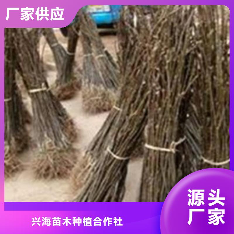 蓝莓苗-视频-蓝莓苗|德宏市|梁河|盈江|普洱|怒江|昆明|楚雄
