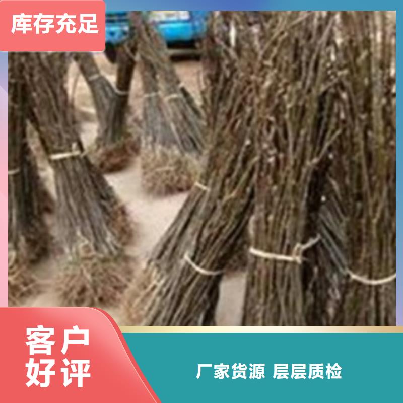 梨树苗_李子苗质量可靠