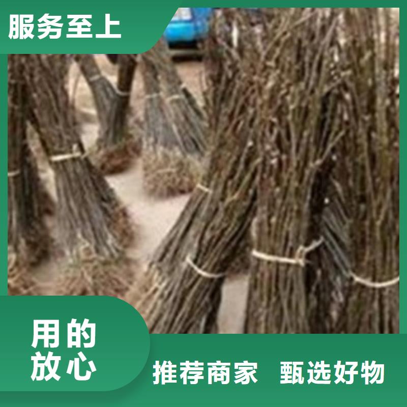 梨树苗桃树苗符合行业标准