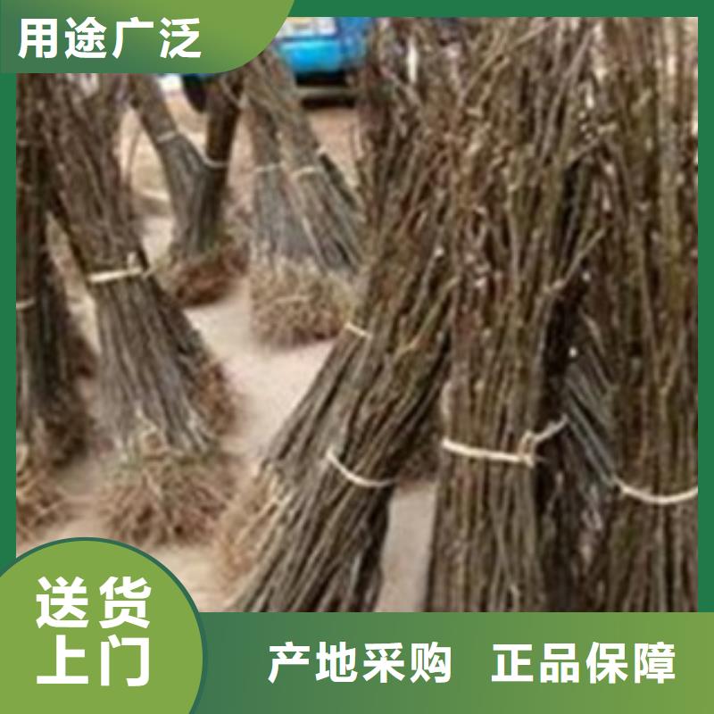 梨树苗_李子苗质量可靠