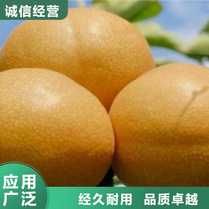 梨树苗厂家实力大