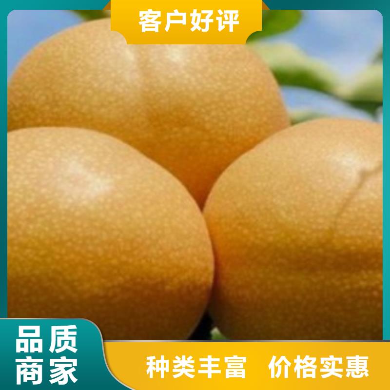 蓝莓苗-视频-蓝莓苗|德宏市|梁河|盈江|普洱|怒江|昆明|楚雄