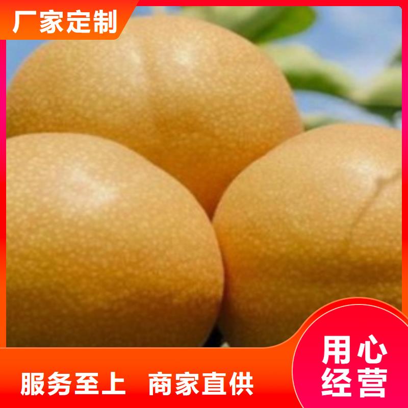 蓝莓苗视频-四川省广元市兴海蓝莓苗可服务区域旺苍|朝天|南充|攀枝花|资阳|泸州|广安|内江等
